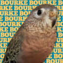 craigthebourke avatar