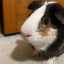 craigtheguineapig avatar