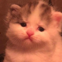 cranbearycurry avatar