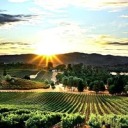 cranberryflavor avatar