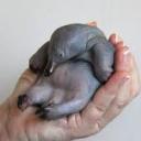 cranberrymelonmuffin avatar