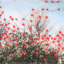 cranberryredjacket avatar