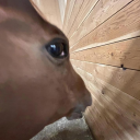 cranberrytart451 avatar