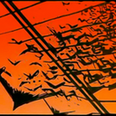 crane-or-crow avatar