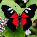 cranky-critters avatar