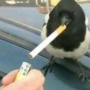 crankycorviknight avatar