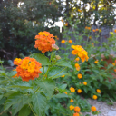 crankymachine avatar