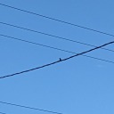 crapbirdphotography avatar