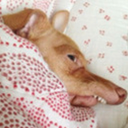 crapchronicles avatar