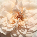 cratenculture avatar