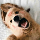 craving-for-harmony avatar