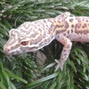 crawledintoanewbog avatar