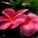 crayolaqueen16 avatar