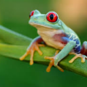 crayonberrybox avatar