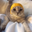 crazy--brunette avatar