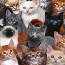 crazy--cat-lady-blog avatar