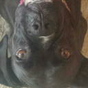 crazy-dog-lady avatar