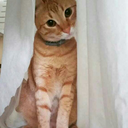 crazy-little-cool-cat avatar