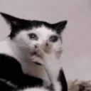 crazyartis101 avatar