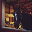 crazycalamityjane avatar