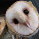 crazycatladyinwaiting avatar