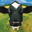 crazycowlovers avatar