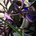 crazycrochetcritters-blog avatar