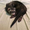 crazyferretmom avatar