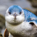 crazypenguin88 avatar