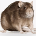 crazypregfanatic avatar