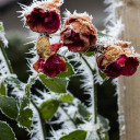 crazywitchkitty avatar