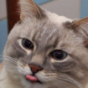 creamcookiekat avatar