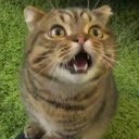 creamheroesfan avatar