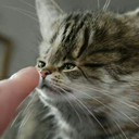 createwonderlands avatar