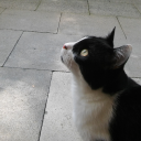 creationalduckling avatar