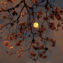 creativeanxietydreams avatar