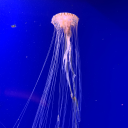 creativechaosx avatar