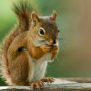 creativity-of-a-squirrel avatar