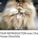 creatorofmemories avatar