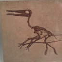 creatureinspiration avatar