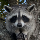 creatureofthewoodsss avatar