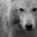 creatures-of-the-night avatar