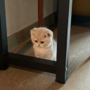 credulousmooncake avatar