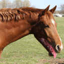 creekexplorer avatar