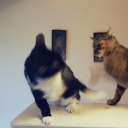 creepingoncryptids avatar