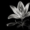 creepy-feathers avatar