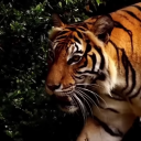 creepybakugou avatar