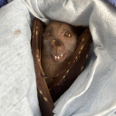 creepycrawlie avatar