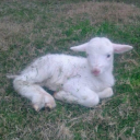 creepycrawlis avatar