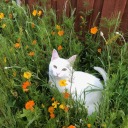 creepycreepstr avatar